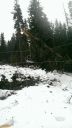 Tree_falls_on_new_chair_lift_and_takes_out_tower_4_5.jpg